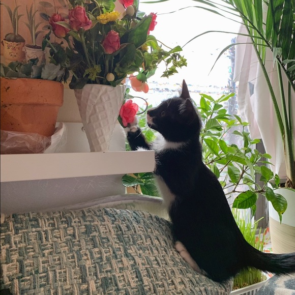 Style. Posh Ambassador✨💫 - Picture 1 of 7